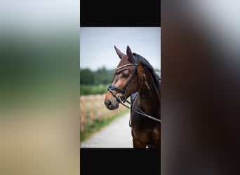 Cheval de sport allemand, Jument, 11 Ans, 167 cm, Bai brun