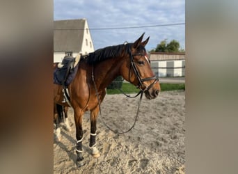 Cheval de sport allemand, Jument, 11 Ans, 167 cm, Bai