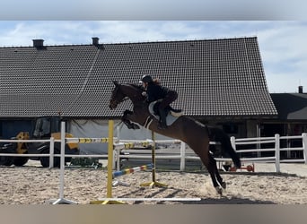 Cheval de sport allemand, Jument, 11 Ans, 169 cm, Bai cerise