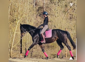 Cheval de sport allemand, Jument, 11 Ans, 170 cm, Bai brun foncé