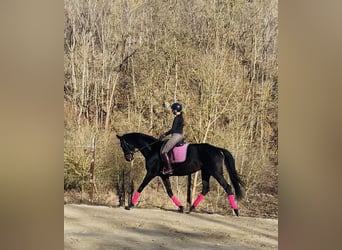 Cheval de sport allemand, Jument, 11 Ans, 170 cm, Bai brun foncé