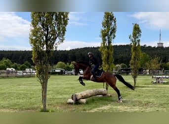 Cheval de sport allemand, Jument, 11 Ans, 170 cm, Bai