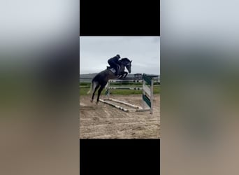 Cheval de sport allemand, Jument, 11 Ans, 170 cm, Gris pommelé