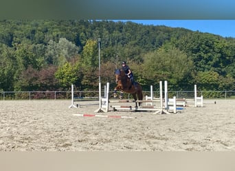 Cheval de sport allemand, Jument, 11 Ans, 171 cm, Alezan