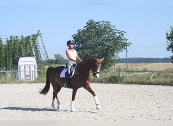 Cheval de sport allemand, Jument, 11 Ans, 172 cm, Alezan brûlé