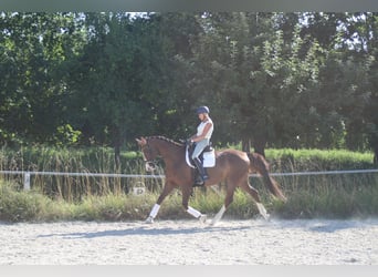 Cheval de sport allemand, Jument, 11 Ans, 172 cm, Alezan brûlé