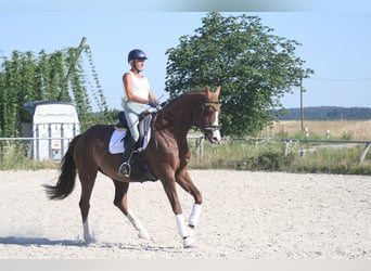 Cheval de sport allemand, Jument, 11 Ans, 172 cm, Alezan brûlé