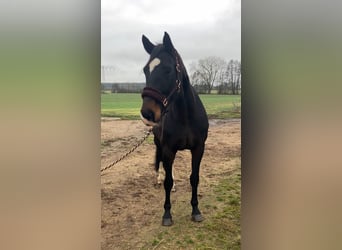 Cheval de sport allemand, Jument, 11 Ans, 174 cm, Bai brun