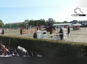 Cheval de sport allemand, Jument, 12 Ans, 155 cm, Alezan