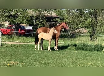 Cheval de sport allemand, Jument, 12 Ans, 155 cm, Alezan