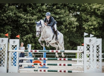 Cheval de sport allemand, Jument, 12 Ans, 164 cm, Gris