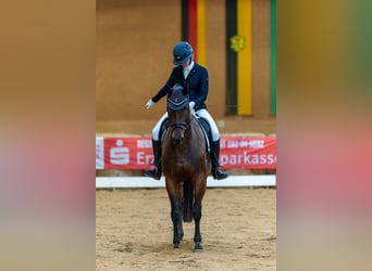 Cheval de sport allemand, Jument, 12 Ans, 167 cm, Bai