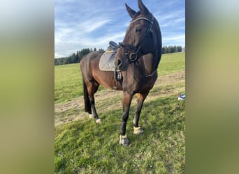 Cheval de sport allemand, Jument, 12 Ans, 167 cm, Bai