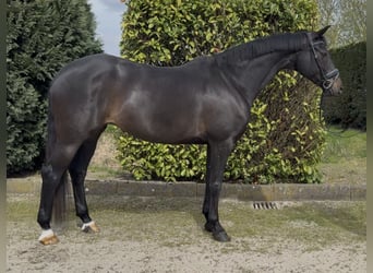 Cheval de sport allemand, Jument, 12 Ans, 168 cm, Bai brun