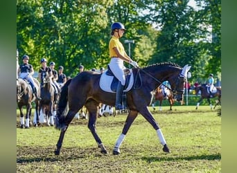 Cheval de sport allemand, Jument, 12 Ans, 168 cm, Bai brun