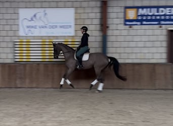 Cheval de sport allemand, Jument, 12 Ans, 168 cm, Bai brun foncé