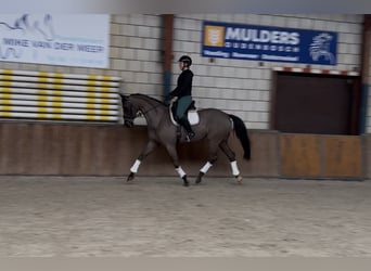 Cheval de sport allemand, Jument, 12 Ans, 168 cm, Bai brun foncé