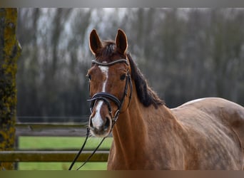 Cheval de sport allemand, Jument, 12 Ans, 171 cm, Alezan