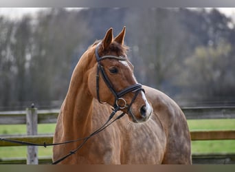 Cheval de sport allemand, Jument, 12 Ans, 171 cm, Alezan