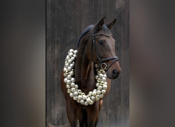 Cheval de sport allemand, Jument, 12 Ans, 172 cm, Bai
