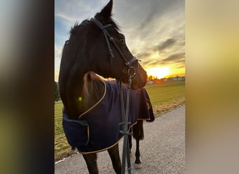 Cheval de sport allemand, Jument, 12 Ans, 173 cm, Bai brun foncé