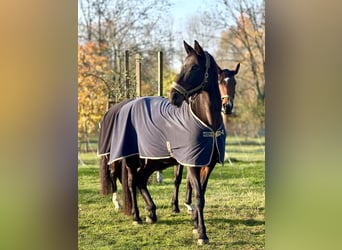 Cheval de sport allemand, Jument, 12 Ans, 173 cm, Bai