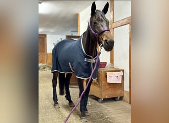 Cheval de sport allemand, Jument, 12 Ans, 173 cm, Bai