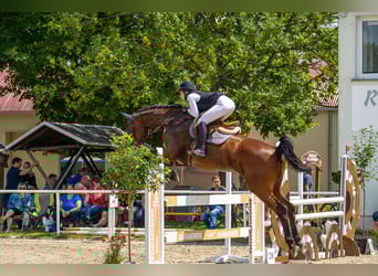Cheval de sport allemand, Jument, 12 Ans, 175 cm, Bai