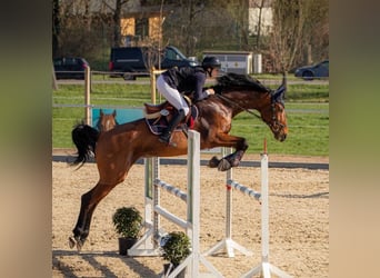 Cheval de sport allemand, Jument, 12 Ans, 175 cm, Bai