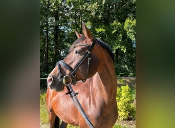 Cheval de sport allemand, Jument, 13 Ans, 163 cm, Bai