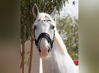 Cheval de sport allemand, Jument, 13 Ans, 163 cm, Blanc