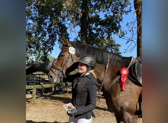 Cheval de sport allemand, Jument, 13 Ans, 165 cm, Bai