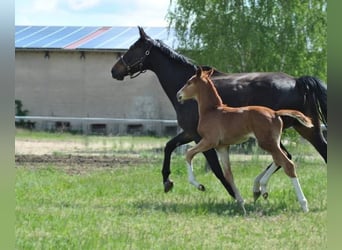 Cheval de sport allemand, Jument, 13 Ans, 167 cm, Bai brun