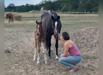 Cheval de sport allemand, Jument, 13 Ans, 167 cm, Bai brun