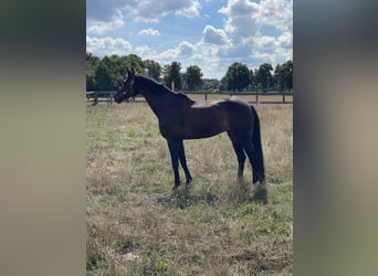 Cheval de sport allemand, Jument, 13 Ans, 168 cm, Bai brun