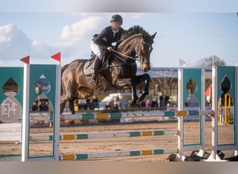 Cheval de sport allemand, Jument, 13 Ans, 168 cm, Bai brun