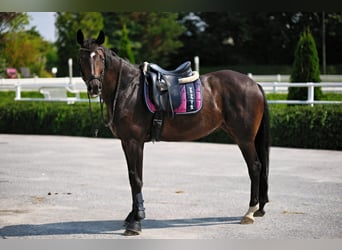 Cheval de sport allemand, Jument, 13 Ans, 168 cm, Bai brun