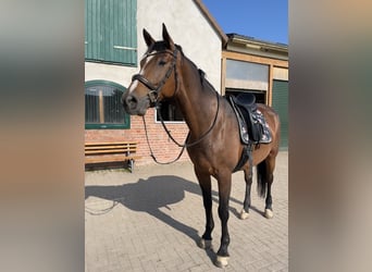 Cheval de sport allemand, Jument, 13 Ans, 168 cm