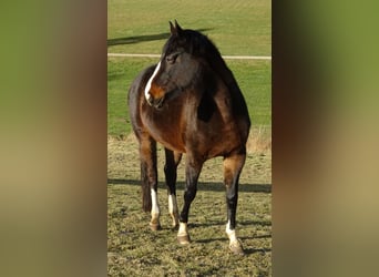 Cheval de sport allemand, Jument, 13 Ans, 169 cm, Bai brun foncé