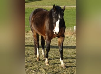 Cheval de sport allemand, Jument, 13 Ans, 169 cm, Bai brun foncé