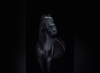 Cheval de sport allemand, Jument, 13 Ans, 173 cm, Noir