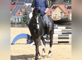 Cheval de sport allemand, Jument, 13 Ans, Noir