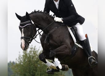 Cheval de sport allemand, Jument, 13 Ans, Noir