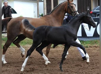 Cheval de sport allemand, Jument, 13 Ans, Noir
