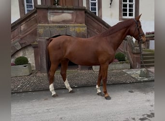 Cheval de sport allemand, Jument, 14 Ans, 166 cm, Alezan