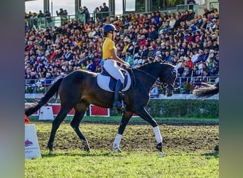 Cheval de sport allemand, Jument, 14 Ans, 168 cm, Bai brun