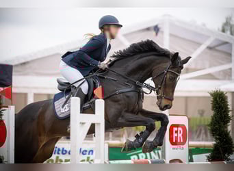 Cheval de sport allemand, Jument, 14 Ans, 168 cm, Bai brun