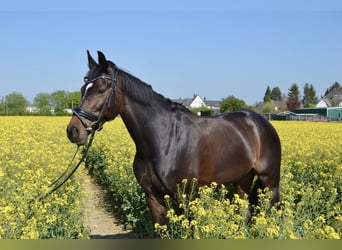 Cheval de sport allemand, Jument, 14 Ans, 168 cm, Bai brun