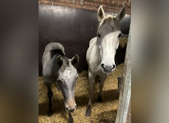 Cheval de sport allemand, Jument, 14 Ans, 168 cm, Gris