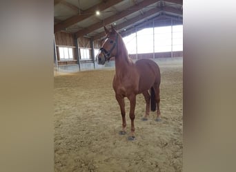 Cheval de sport allemand, Jument, 14 Ans, 172 cm, Alezan